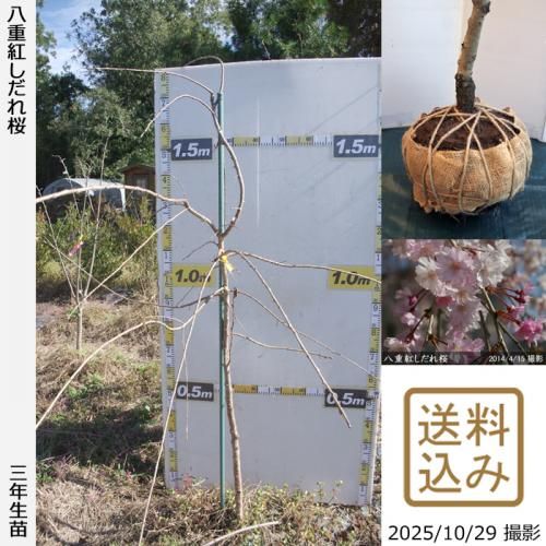 <img class='new_mark_img1' src='https://img.shop-pro.jp/img/new/icons14.gif' style='border:none;display:inline;margin:0px;padding:0px;width:auto;' />ڽ缡в3ǯġ() ȬŹȤ[Ϸ 2023ǯ:L]緿