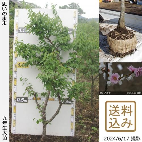 【2025年度予約商品】大苗◇
