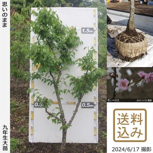yuko-toyoda | 去年は梅が裏年だったこともあり 今年の小梅は花