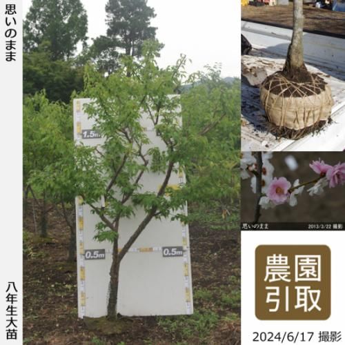 <img class='new_mark_img1' src='https://img.shop-pro.jp/img/new/icons14.gif' style='border:none;display:inline;margin:0px;padding:0px;width:auto;' />2025ǯͽʡġ() פΤޤ[Ϸ 2017ǯ:5L]餭ʬΤ