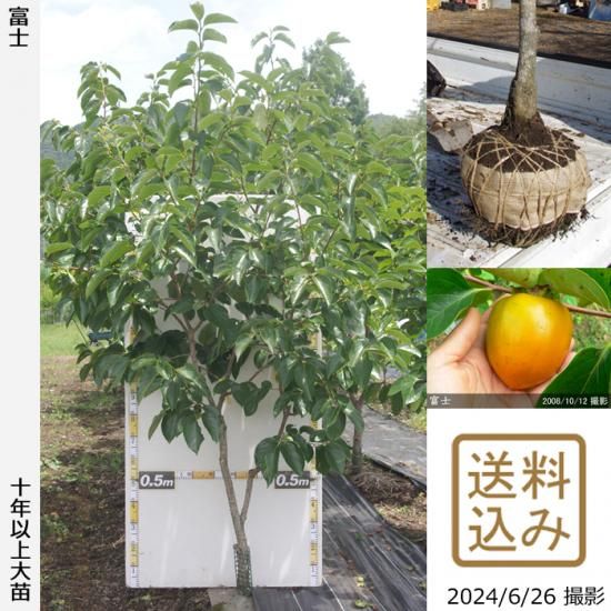 【順次出荷中】大苗◇カキ(渋柿