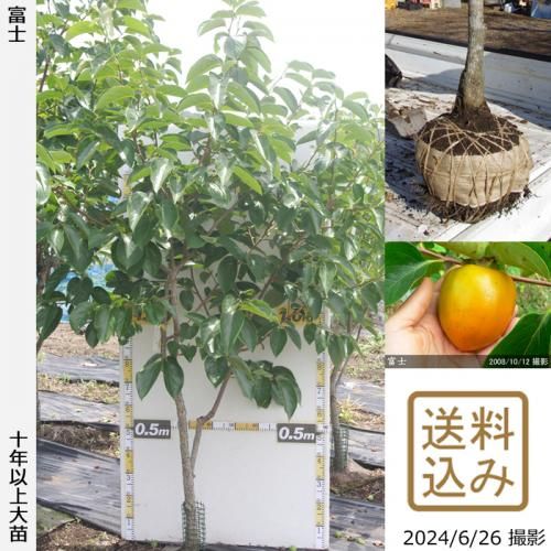 【順次出荷中】大苗◇カキ(渋柿