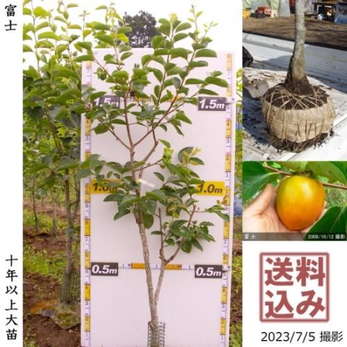 【順次出荷中】大苗◇カキ(渋柿