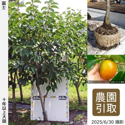 ͽʡġ(³)ٻ(դ)[Ϸ 2012ǯ:L]ռӡΤ