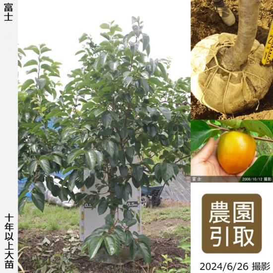 【順次引渡中】大苗◇カキ(渋柿