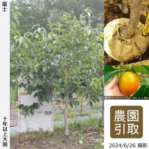 【順次引渡中】大苗◇カキ(渋柿