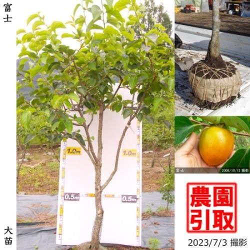 【順次引渡中】大苗◇カキ(渋柿