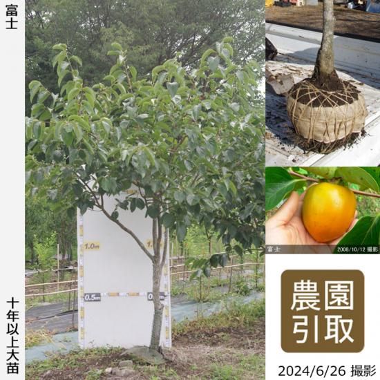 【順次引渡中】大苗◇カキ(渋柿