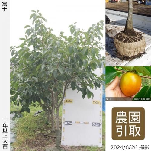 【順次引渡中】大苗◇カキ(渋柿