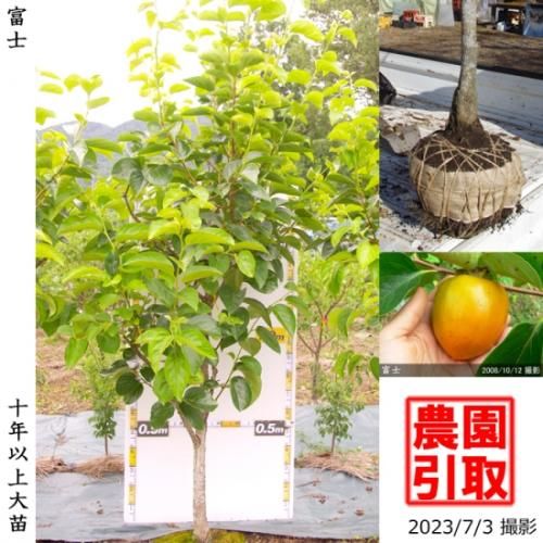 【順次引渡中】大苗◇カキ(渋柿