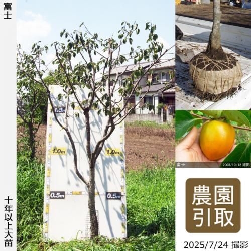 ͽʡġ(³)ٻ(դ)[Ϸ 2014ǯ:5L]ռӡΤ