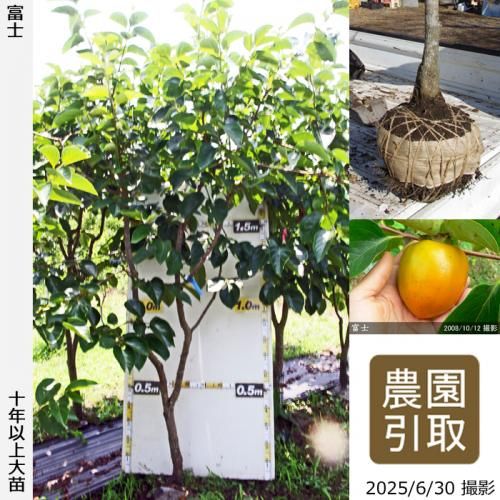 ͽʡġ(³)ٻ(դ)[Ϸ 2016ǯ:4L]ռӡΤ