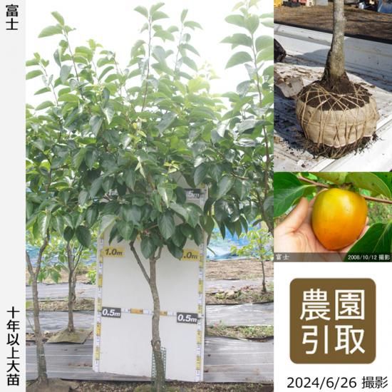 【順次引渡中】大苗◇カキ(渋柿