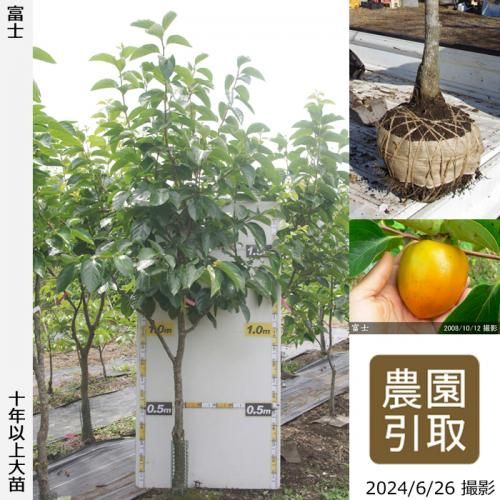 【順次引渡中】大苗◇カキ(渋柿