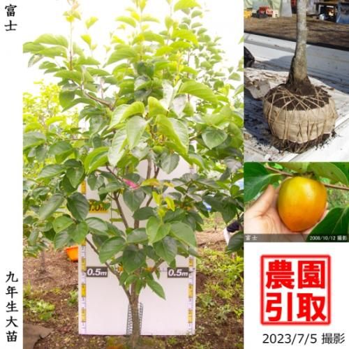 【順次引渡中】大苗◇カキ(渋柿