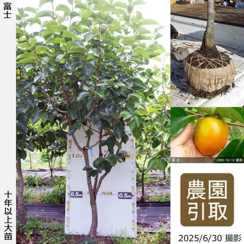 ͽʡġ(³)ٻ(դ)[Ϸ 2015ǯ:4L]ռӡΤ