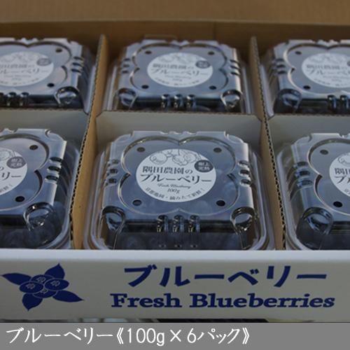 ブルーベリー生果実 果樹苗木 成木通販の 特等大苗専門店 すだ農園 京都亀岡 ブルーベリー生果実 果樹苗木 成木通販の 特等大苗専門店 すだ農園 京都亀岡