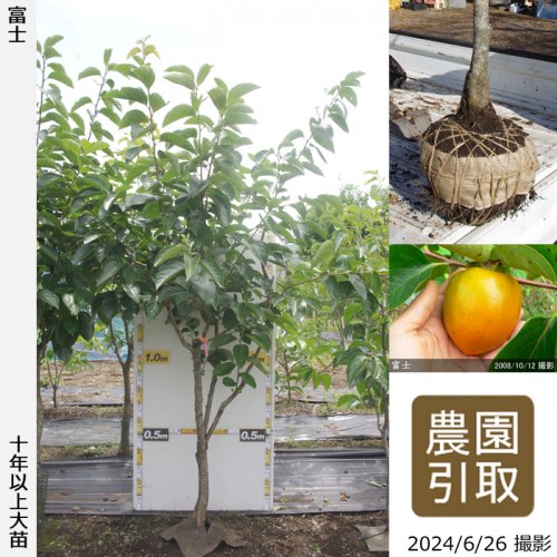 あんぽ柿に最適 大蜂屋柿 苗木 - 野菜