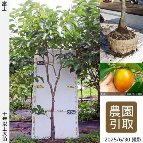 <img class='new_mark_img1' src='https://img.shop-pro.jp/img/new/icons14.gif' style='border:none;display:inline;margin:0px;padding:0px;width:auto;' />ͽʡġ(³)ٻ(դ)[Ϸ 2015ǯ:LL]ռӡΤ