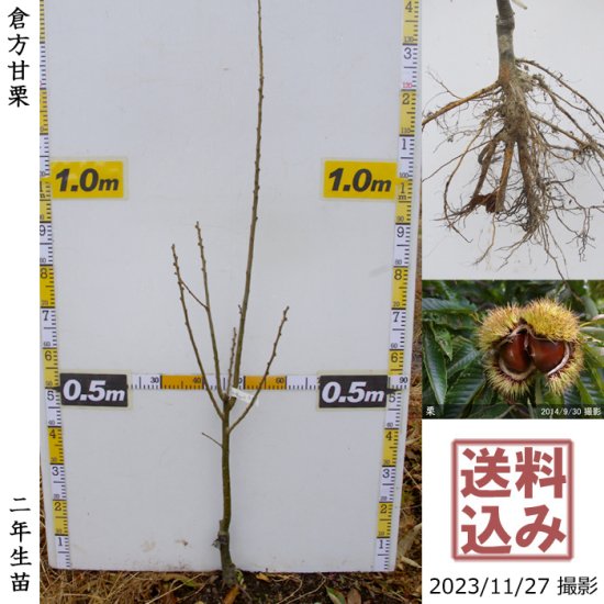 クリ 栗 中生種 利平 りへい 地掘大苗 果樹苗 大苗 苗木販売の隅田農園 京都丹波