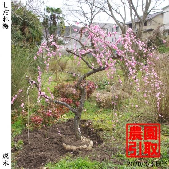 ウメ 花梅 しだれ梅 地掘大苗 記念樹 果樹苗 大苗 苗木販売の隅田農園 京都丹波