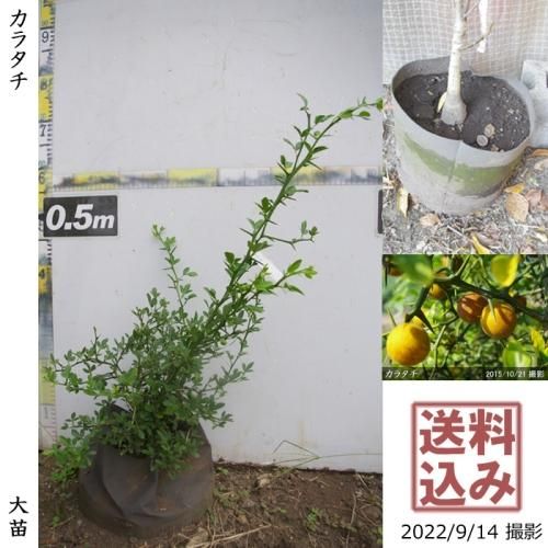 からたち（枳殻）の苗木300本セット農薬不使用 実生苗 【公式通販】