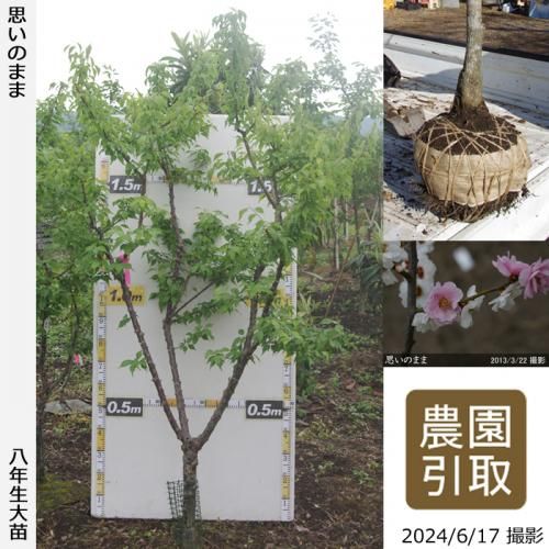 実生苗4年目 サクラ(桜)染井吉野(ソメイヨシノ)[四年生苗] - 果樹苗・大苗