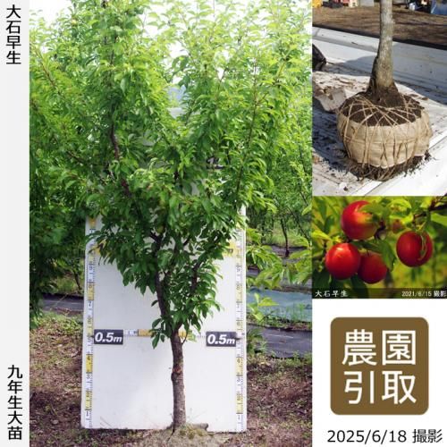 <img class='new_mark_img1' src='https://img.shop-pro.jp/img/new/icons14.gif' style='border:none;display:inline;margin:0px;padding:0px;width:auto;' />2025ǯͽʡġ( ץ)(碌)[Ϸ 2017ǯ:3L]ռӡΤ