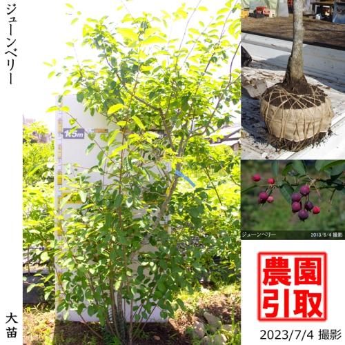 ジューンベリーの地堀大苗 果樹苗 大苗 苗木販売の隅田農園 京都丹波