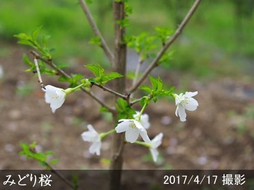 【2025年度予約商品】大苗◇