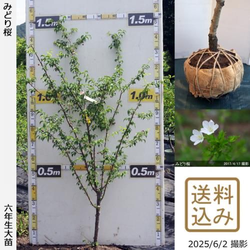 <img class='new_mark_img1' src='https://img.shop-pro.jp/img/new/icons14.gif' style='border:none;display:inline;margin:0px;padding:0px;width:auto;' />2025ǯͽʡġ()Ʀ[ߤɤ](ޥ᥶顦ߥɥꥶ)[Ϸ 2020ǯ:M]