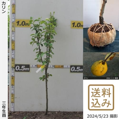 3ǯġ()[Ϸ 2020ǯ:L]