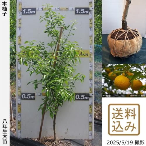 本柚子 カンキツ 柑橘 類の地堀大苗 果樹苗 大苗 苗木販売の隅田農園 京都丹波 本柚子 カンキツ 柑橘 類の地堀大苗 果樹苗 大苗 苗木販売の隅田農園 京都丹波