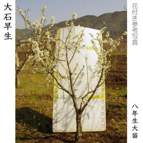 【順次出荷中】大苗◇スモモ(李