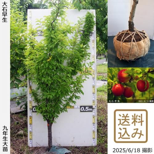 <img class='new_mark_img1' src='https://img.shop-pro.jp/img/new/icons14.gif' style='border:none;display:inline;margin:0px;padding:0px;width:auto;' />2025ǯͽʡġ( ץ)(碌)[Ϸ 2017ǯ:M]
