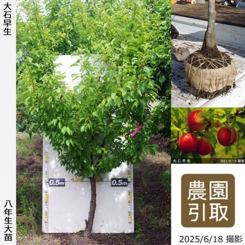 <img class='new_mark_img1' src='https://img.shop-pro.jp/img/new/icons14.gif' style='border:none;display:inline;margin:0px;padding:0px;width:auto;' />2025ǯͽʡġ( ץ)(碌)[Ϸ 2018ǯ:3L]ռӡΤ
