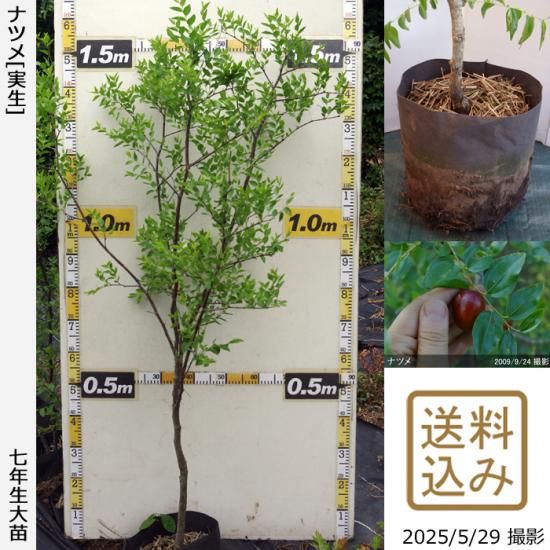 【順次出荷中】大苗◇ナツメ(棗