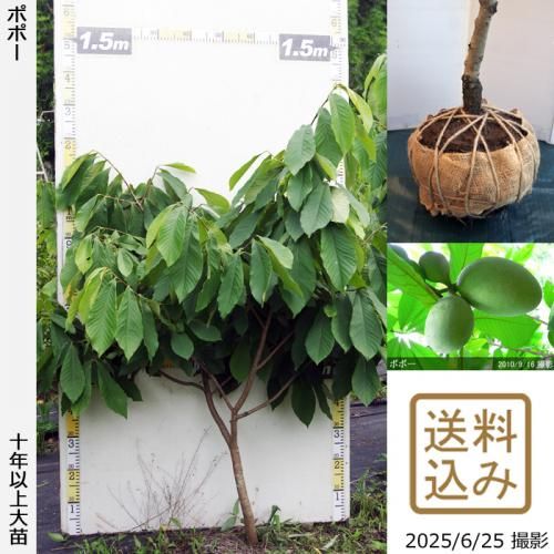 <img class='new_mark_img1' src='https://img.shop-pro.jp/img/new/icons14.gif' style='border:none;display:inline;margin:0px;padding:0px;width:auto;' />2025ǯͽʡġݥݡ[Ϸ 2016ǯ:M]ռӡ