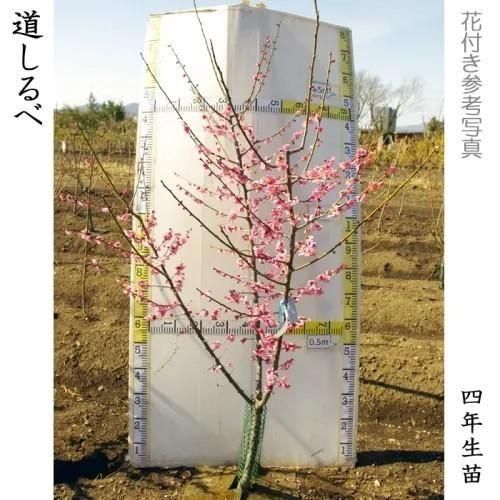 【2025年度予約商品】大苗◇