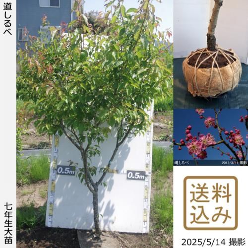 <img class='new_mark_img1' src='https://img.shop-pro.jp/img/new/icons14.gif' style='border:none;display:inline;margin:0px;padding:0px;width:auto;' />2025ǯͽʡġ() ƻ[Ϸ 2019ǯ:LL]緿