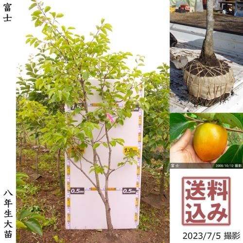 柿(カキ,かき)の地堀大苗 - 果樹苗・大苗・苗木販売の隅田農園@京都丹波