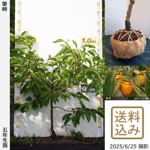 <img class='new_mark_img1' src='https://img.shop-pro.jp/img/new/icons14.gif' style='border:none;display:inline;margin:0px;padding:0px;width:auto;' />2025ǯͽʡġ(Դų) ɮ(դǤ)[Ϸ 2021ǯ:S]