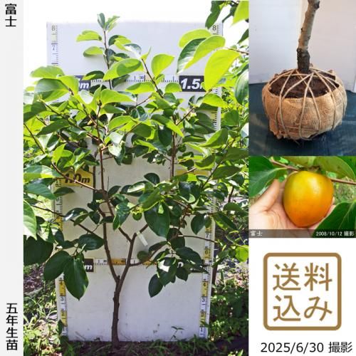 <img class='new_mark_img1' src='https://img.shop-pro.jp/img/new/icons14.gif' style='border:none;display:inline;margin:0px;padding:0px;width:auto;' />2025ǯͽʡġ(³)ٻ(դ)[Ϸ 2021ǯ:M]ռӡ