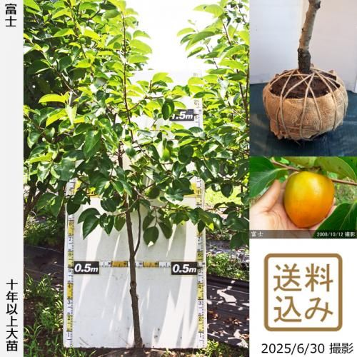 <img class='new_mark_img1' src='https://img.shop-pro.jp/img/new/icons14.gif' style='border:none;display:inline;margin:0px;padding:0px;width:auto;' />ͽʡġ(³)ٻ(դ)[Ϸ 2016ǯ:S]ռӡ緿