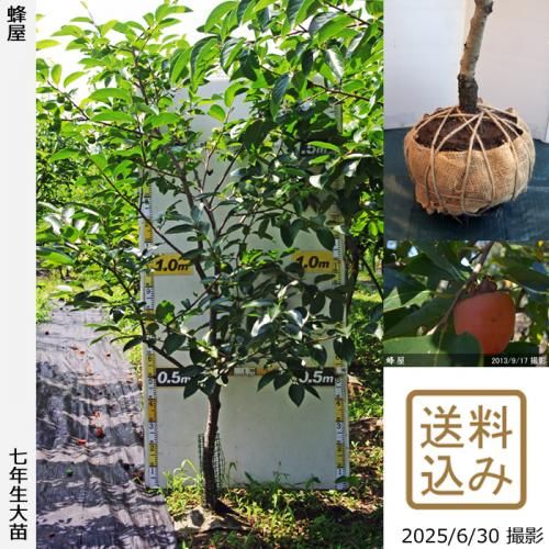 <img class='new_mark_img1' src='https://img.shop-pro.jp/img/new/icons14.gif' style='border:none;display:inline;margin:0px;padding:0px;width:auto;' />2025ǯͽʡġ(³)˪(Ϥ)[Ϸ 2019ǯ:LL]ռӡ緿