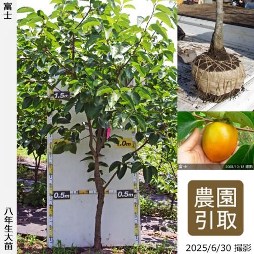<img class='new_mark_img1' src='https://img.shop-pro.jp/img/new/icons14.gif' style='border:none;display:inline;margin:0px;padding:0px;width:auto;' />2025ǯͽʡġ(³)ٻ(դ)[Ϸ 2018ǯ:3L]ռӡΤ