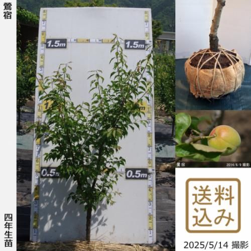 【2025年度予約商品】3年生