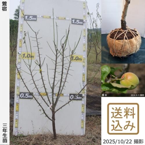 <img class='new_mark_img1' src='https://img.shop-pro.jp/img/new/icons14.gif' style='border:none;display:inline;margin:0px;padding:0px;width:auto;' />2025ǯͽʡ3ǯġ() (夯)[Ϸ 2023ǯ:L]