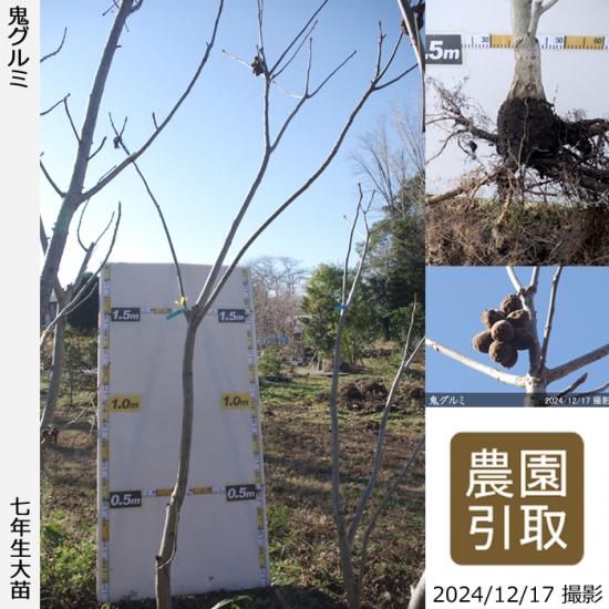 【順次引渡中】大苗◇クルミ(胡