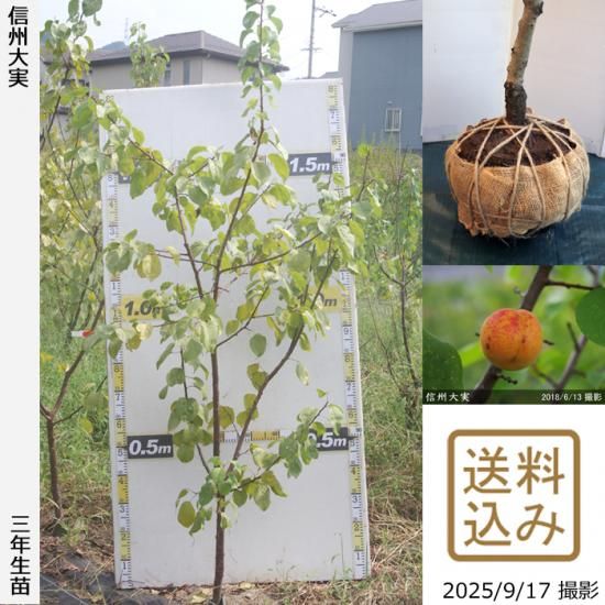 【2025年度予約商品】3年生